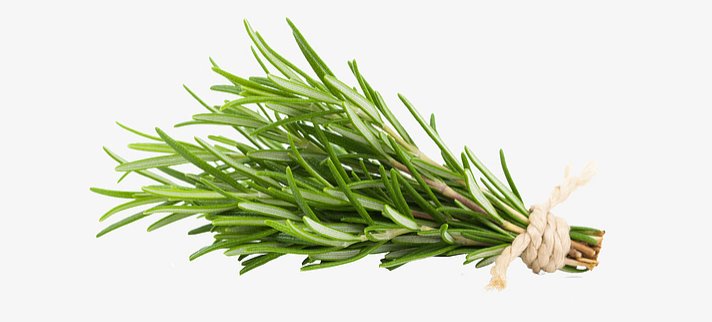 Bulk Rosemary Extract Powder